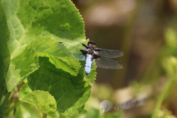 Broad Bodied Chaser Male (libellula depresso) on a leaf