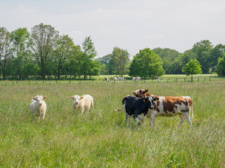Das Dorf Burlo im M&uuml;nsterland