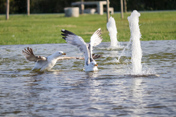 Seagulls playing on the pond in the public park
