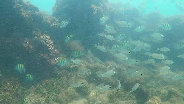 School of coral reef fish in deep pools at high tide, in Porto de Galinhas, Brazil
