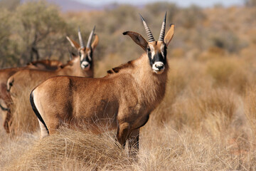 Roan antelopes,  endangered species, southern Africa
