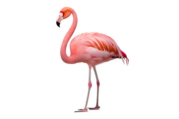 flamingo  isolated transparency background. Generative AI	