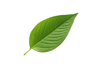 Leaf isolated transparency background.Generative AI	