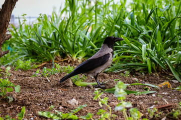 Hooded crow is standing on the ground