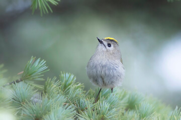 Cute little bird. Goldcrest. Regulus regulus. Green nature background.