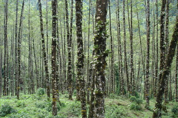 Obraz premium Celogyne orchids of Kalimpong ,Darjeeling