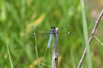 A  beautiful blue dragonfly resting on a branch by a stream.