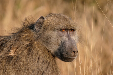 Portrait of a Chacma baboon, South Africa