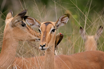 Fototapeta premium Portrait of a female impala with oxpecker bird, Kruger National Park, South Africa