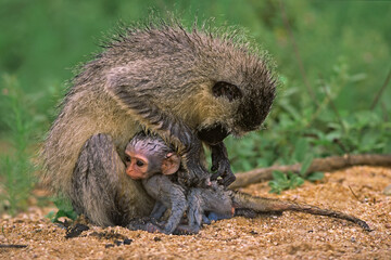 Vervet monkey with baby, Kruger National Park, South Africa