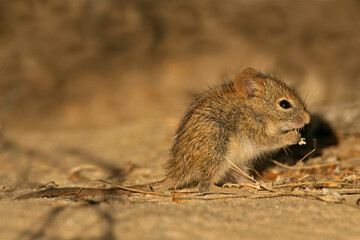 A young striped mouse eating in desert environment