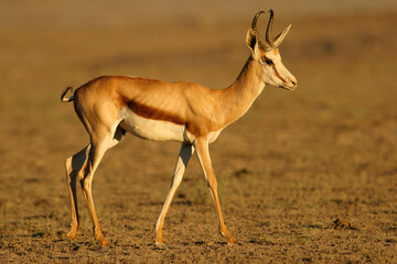 A Springbok antelope, Kalahari, South Africa