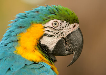Portrait of a brightly colored Macaw