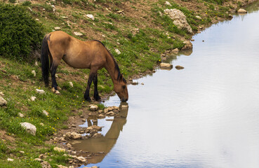 Fototapeta Wild Horse at a Waterhole in the Pryor Mountains Montana in Summer obraz