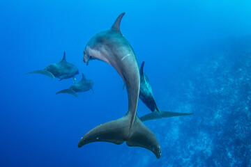 Bottlenose Dolphins, French Polynesia
