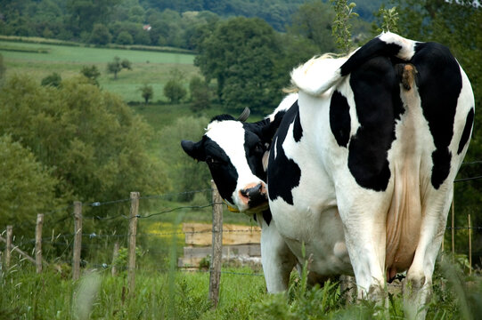 The bottom of a cow standing in the Dutch mountains (Limburg) looking at me.