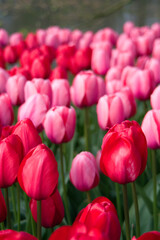 pink and red tulips in a park