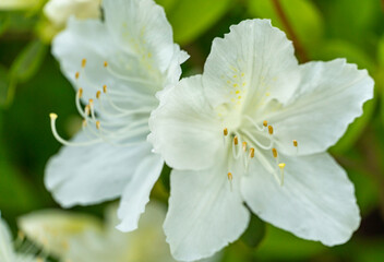 Close-up view of white azalea flower in full bloom. Selective focus. Floral background and wallpaper.