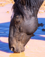 Fototapeta Wild Horse at a Waterhole in the Pryor Mountains Montana in Summer obraz