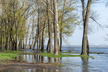 Flood river in spring time. Overflowed river bank in city. Water filled bank with sunken trees....
