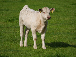 Kühe im westlichen Münsterland