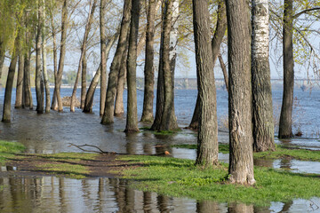 Flood river in spring time. Overflowed river bank in city. Water filled bank with sunken trees. Bottling shoreline flow and natural disaster. Climate change and ecological problem. High water level.