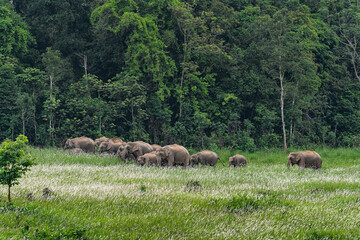 Obraz premium Herd of Khao Yai elephants grazing in the grasslands of Khao Yai National Park, Thailand, Herd of wild elephants in the tropical forest of Khao Yai National Park.