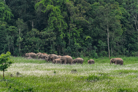 Herd of Khao Yai elephants grazing in the grasslands of Khao Yai National Park, Thailand, Herd of wild elephants in the tropical forest of Khao Yai National Park. - Powered by Adobe