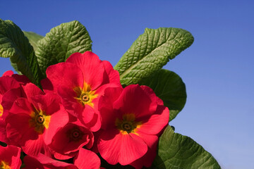 Spring - Flowers against the sky