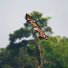 Baby fish eagle flying 