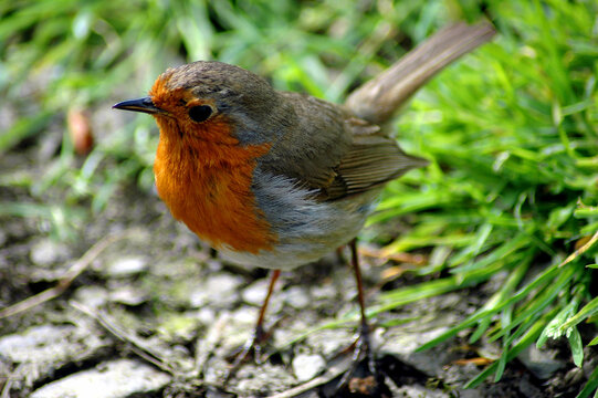 A Robin red-breast.
