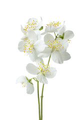 White delicate jasmine flowers. Mock orange garden.Isolate on white