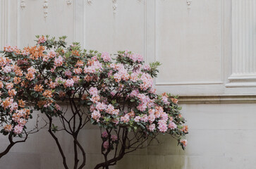 Light Color Banner and Ad Background - Delicate Pink Flower Blossoms in Pretty Classical Setting