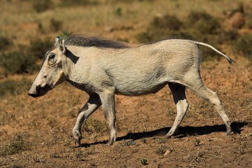 Fototapeta premium Warthog running along in the african plain. Hairy and ugly creatures.