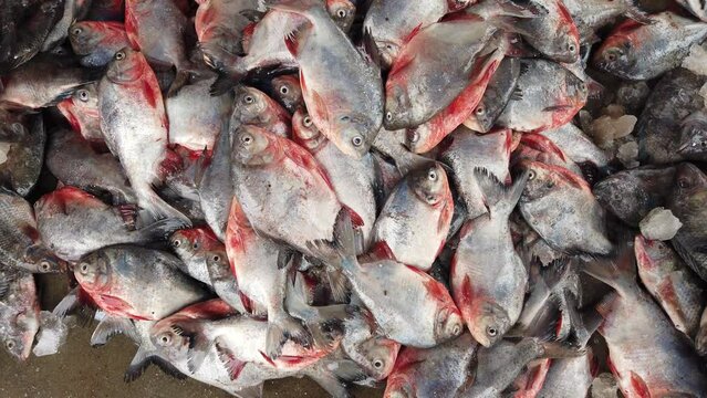 pile of pacu fish ready for sale in indian fish market after culture in Biofloc tank
