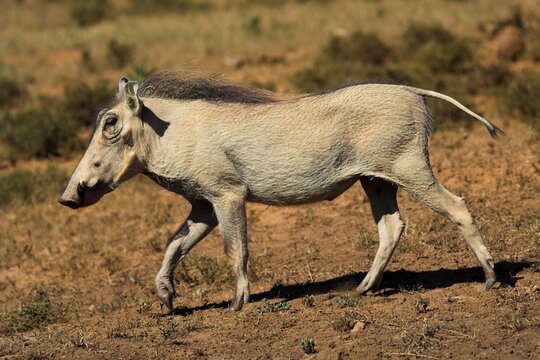 Warthog running along in the african plain. Hairy and ugly creatures.