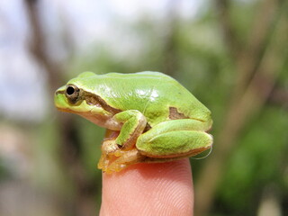 Hyla arborea