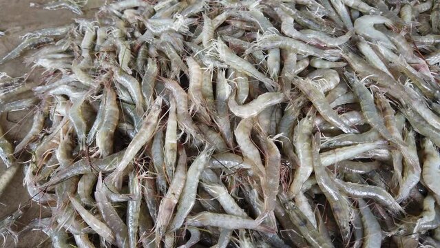 pile of fresh live shrimp sale in fish super market