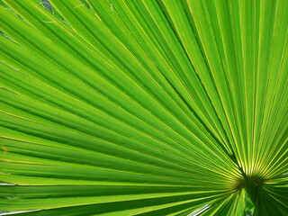 Backlit palm fronds
