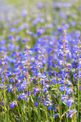 Boulder Colorado Wild Flowers Summer 2023