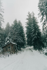 A snowy wooden cabin and green fig trees at mountains 