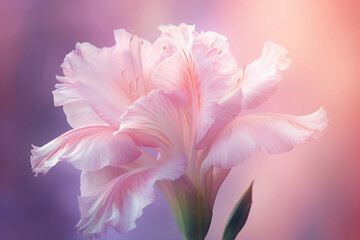 Fototapeta na wymiar fragile lily on pastel background close up