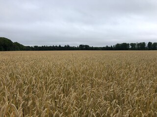Naklejka premium golden wheat field