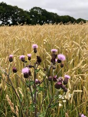 flowers of thistle in the wheat field