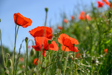 Mohnblüte im Münsterland