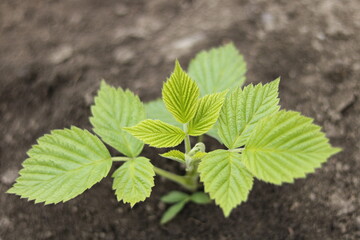 raspberry sprout	