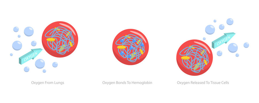 3D Isometric Flat  Conceptual Illustration of Oxygen Transportation