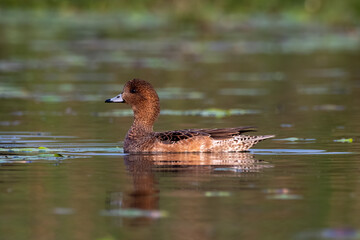 Eurasian wigeon or Mareca penelope observed in Gajoldaba in West Bengal, India
