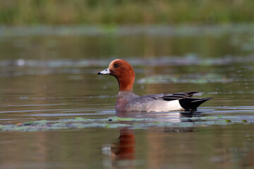 Eurasian wigeon or Mareca penelope observed in Gajoldaba in West Bengal, India