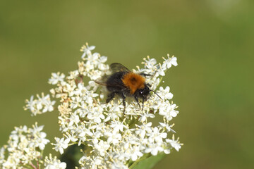 Tree bumblebee or new garden bumblebee (Bombus hypnorum) on the flowers of elder (Sambucus nigra),...